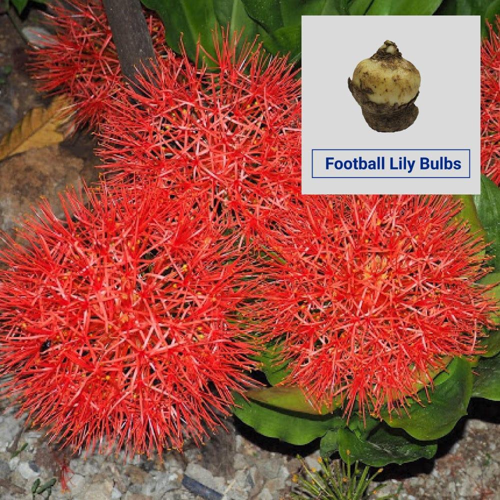 Football-Lily_6b25614f-f825-47f1-aa5f-8d2bd91d01c3.jpg