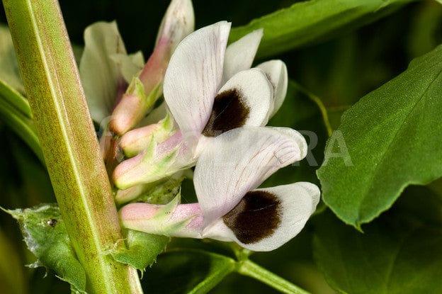 529674-soya-bean-flowers.jpg