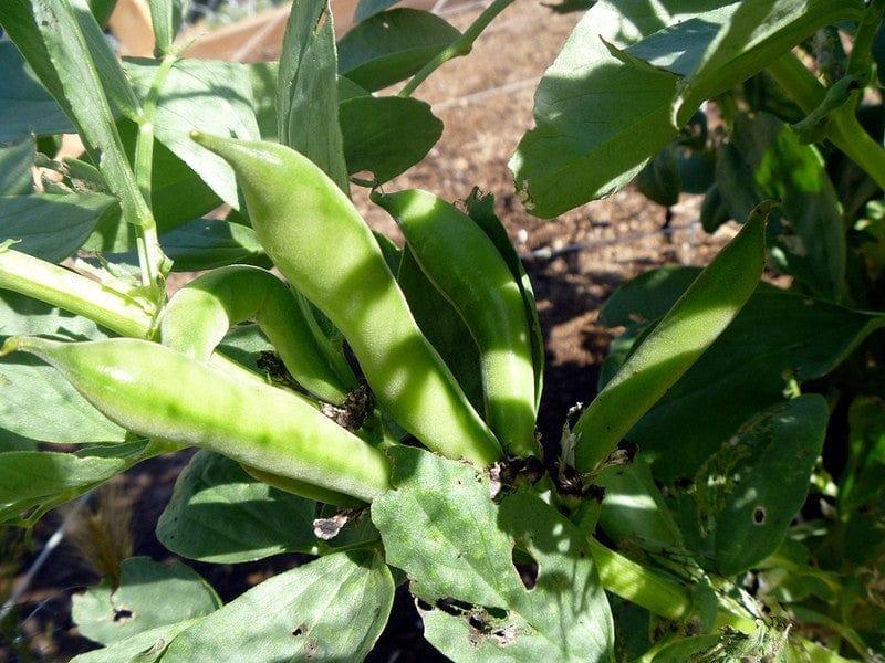 fava-beans.jpg