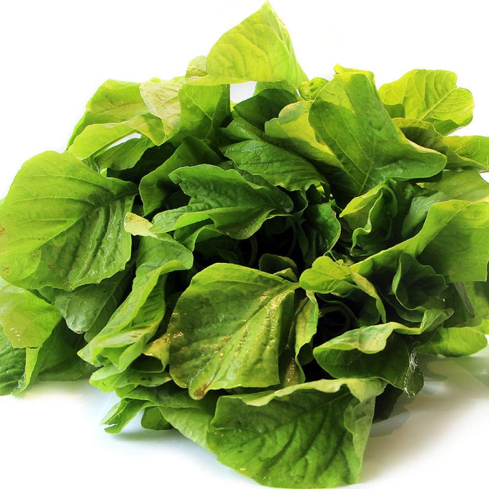 amaranthus-plant-seeds2jhsdfh.jpg