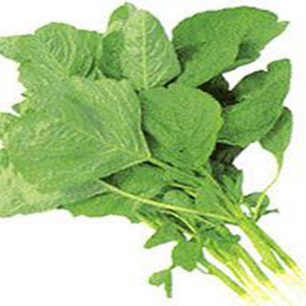 amaranthus.jpg
