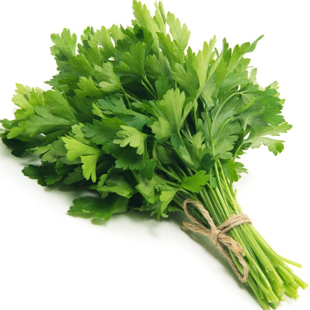 parsley-plant-seeds.jpg