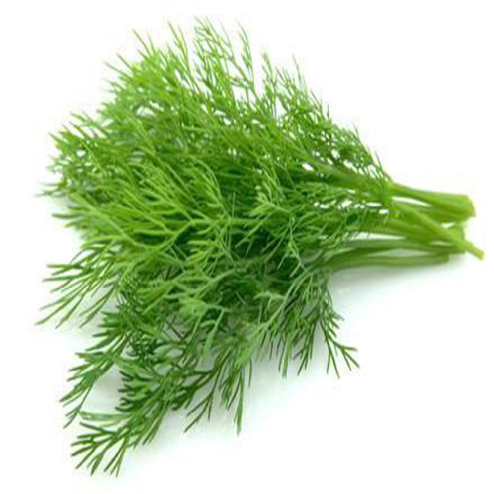 Dill.jpg