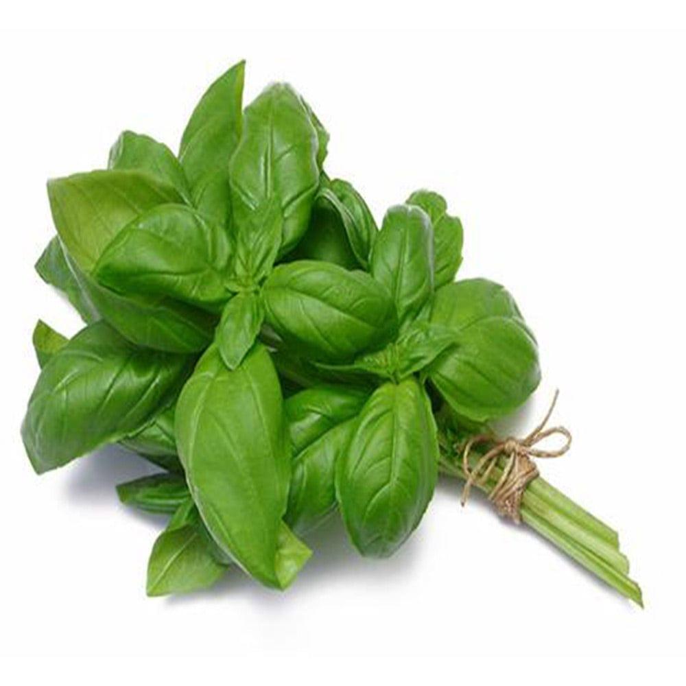 basil.jpg