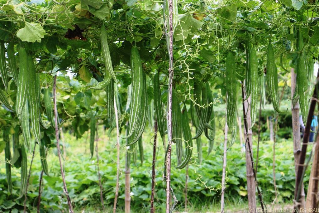 Snake-gourd-1.jpg