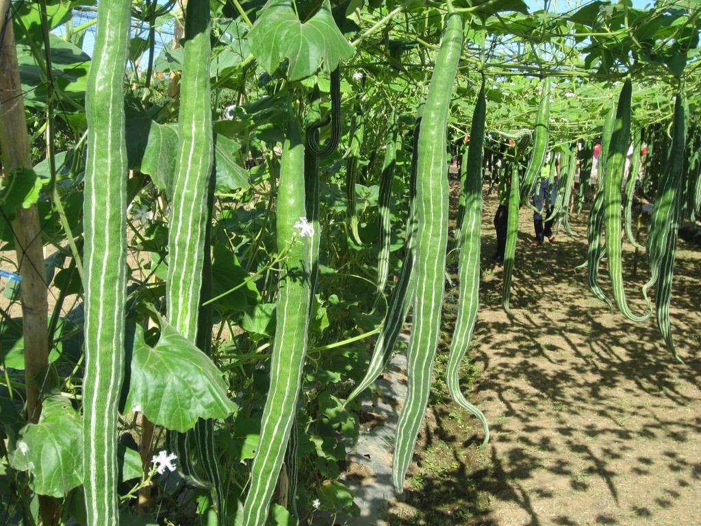 Snake-Gourd-Farming.jpg