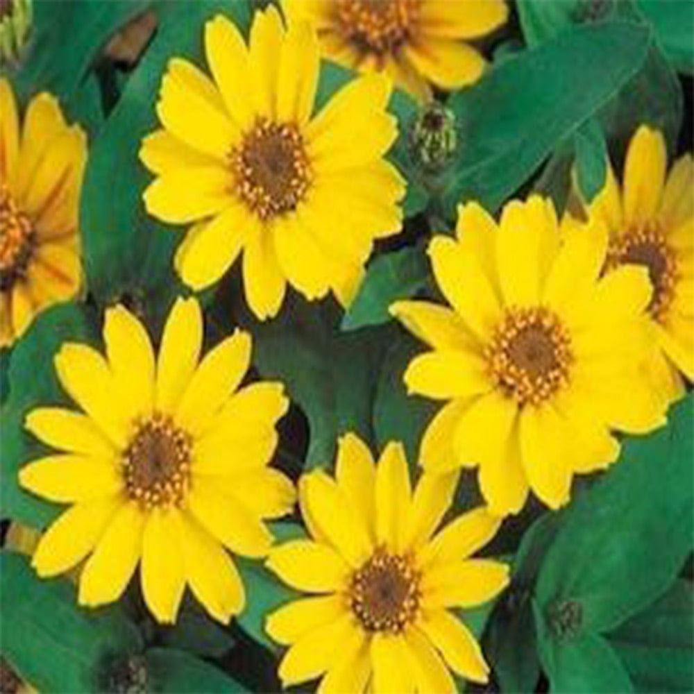 Zinia-Yellow-seeds_aa0d768d-e09f-413e-b1a0-8e9cd46596ec.jpg