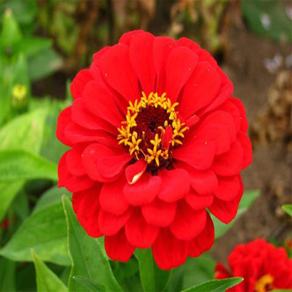Zinia-Red-Seeds.jpg