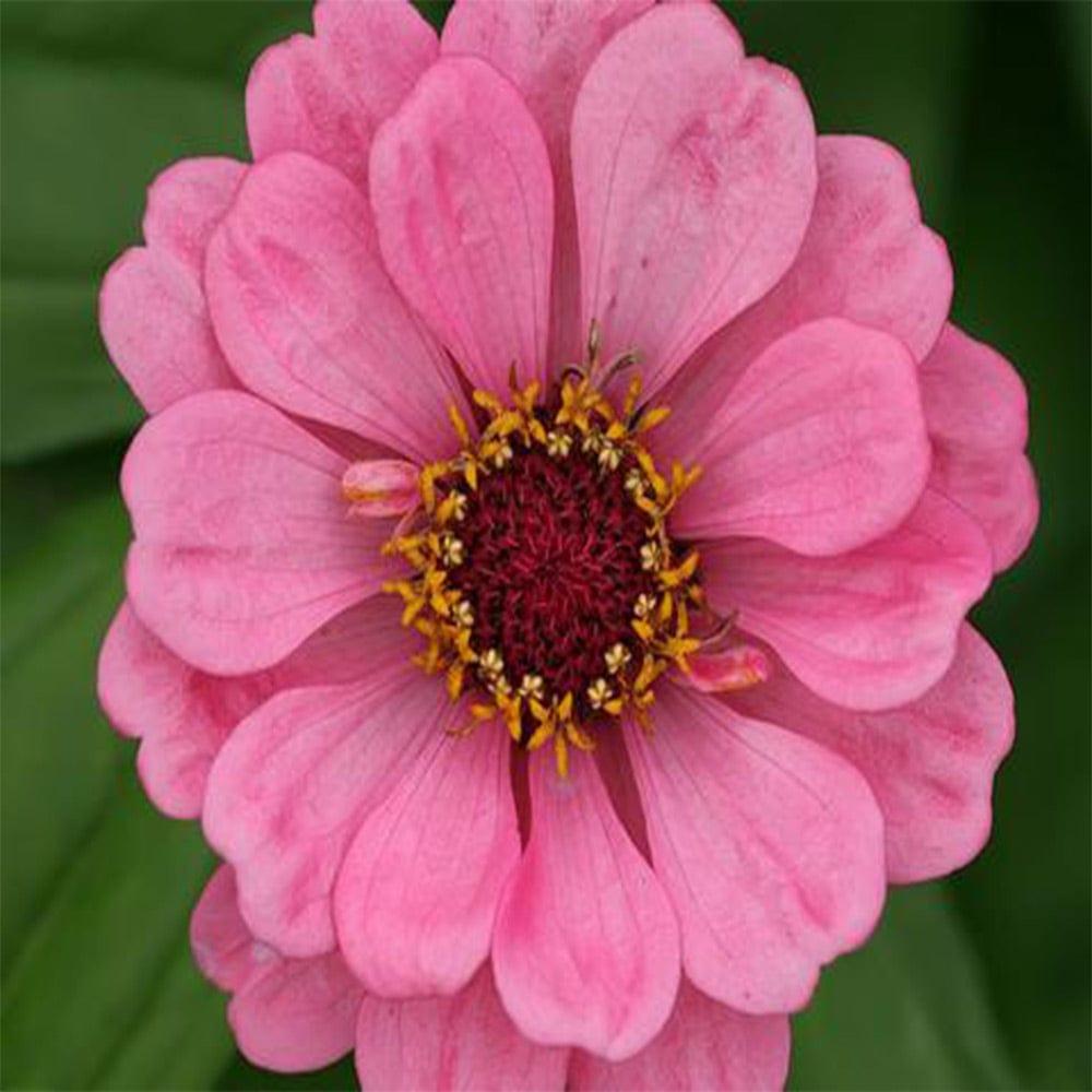 Zinia-Pink.jpg