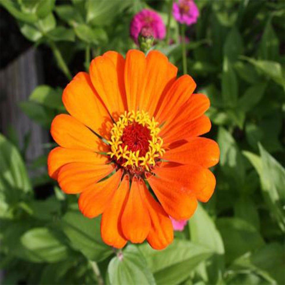 Zinia-Orange-seeds.jpg