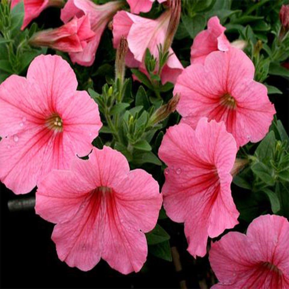 Petunia.jpg