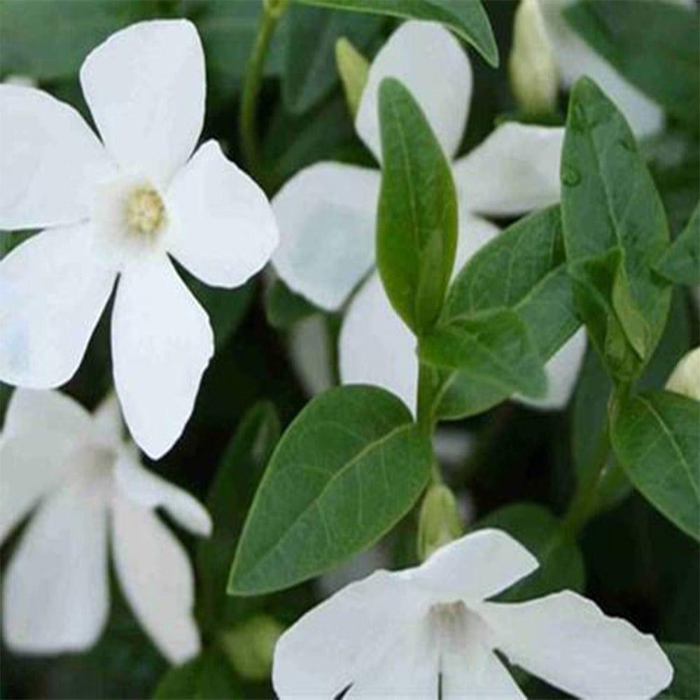 Vinca-White.jpg