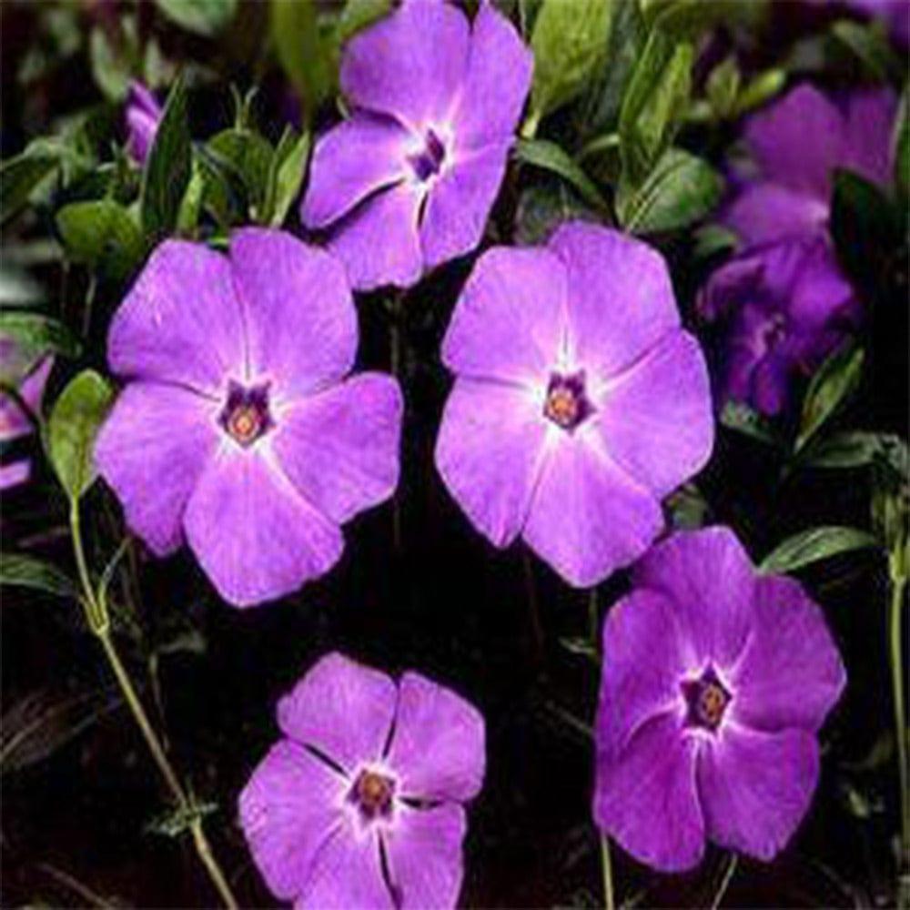Vinca-Purple-Seeds.jpg