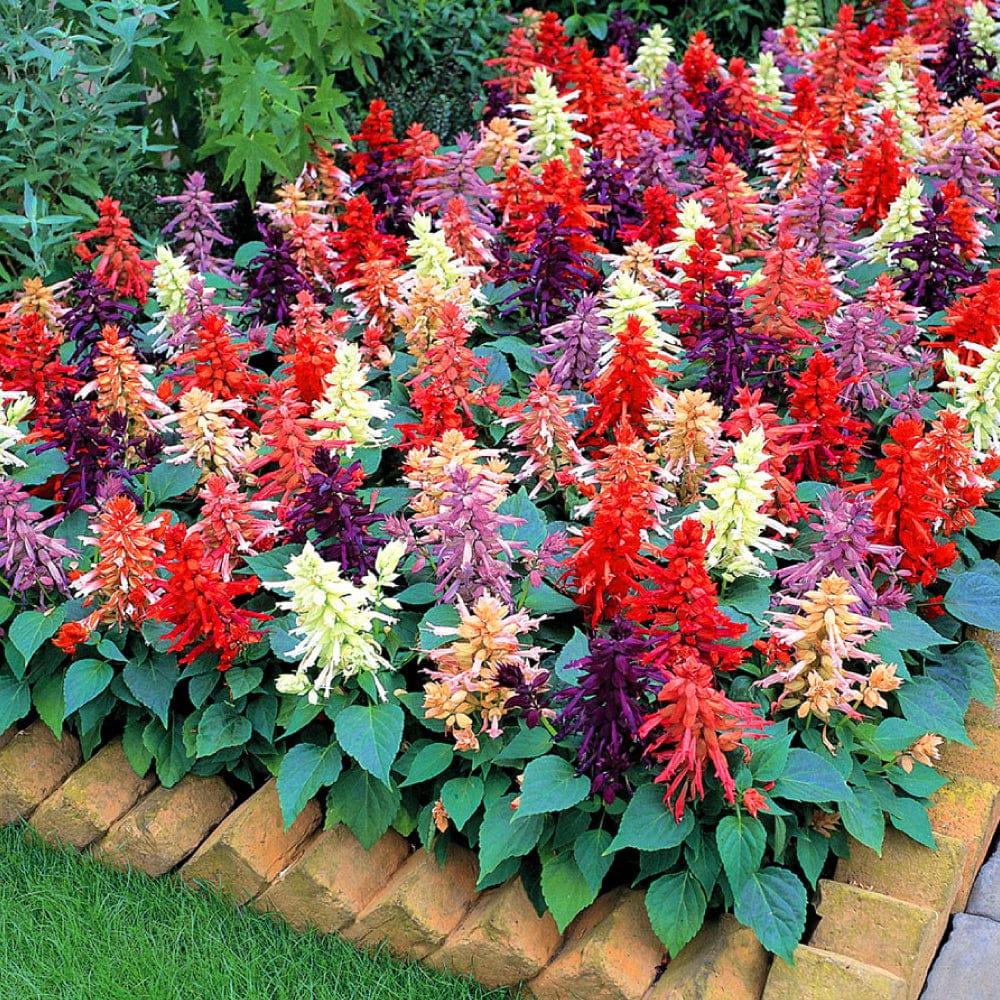 salvia-plant-seeds.jpg