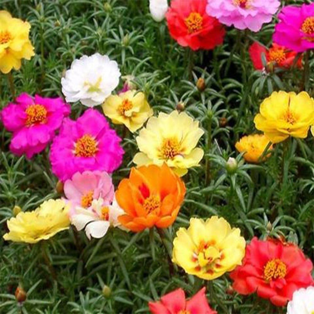 portulaca-seeds.jpg