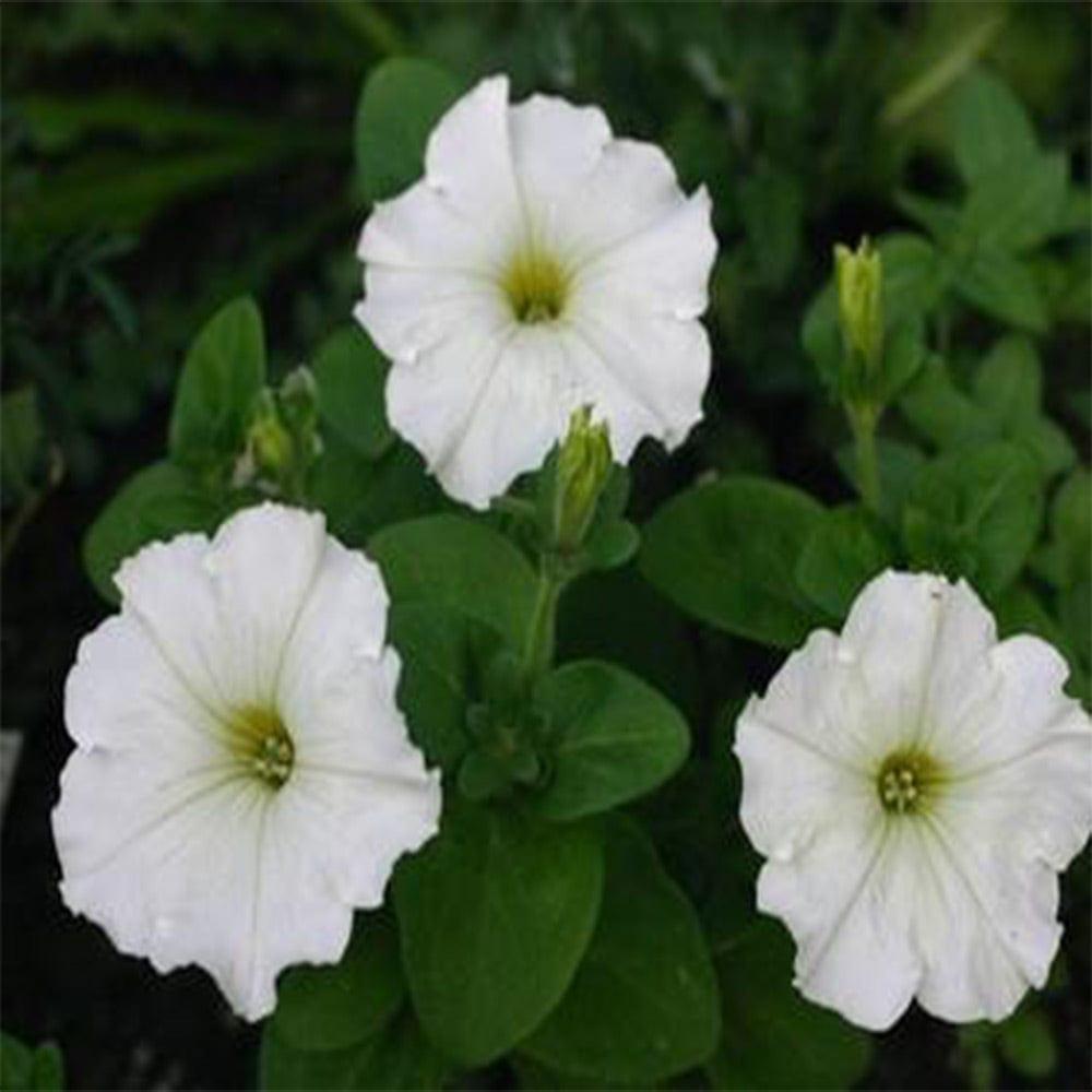 Petunia-White.jpg