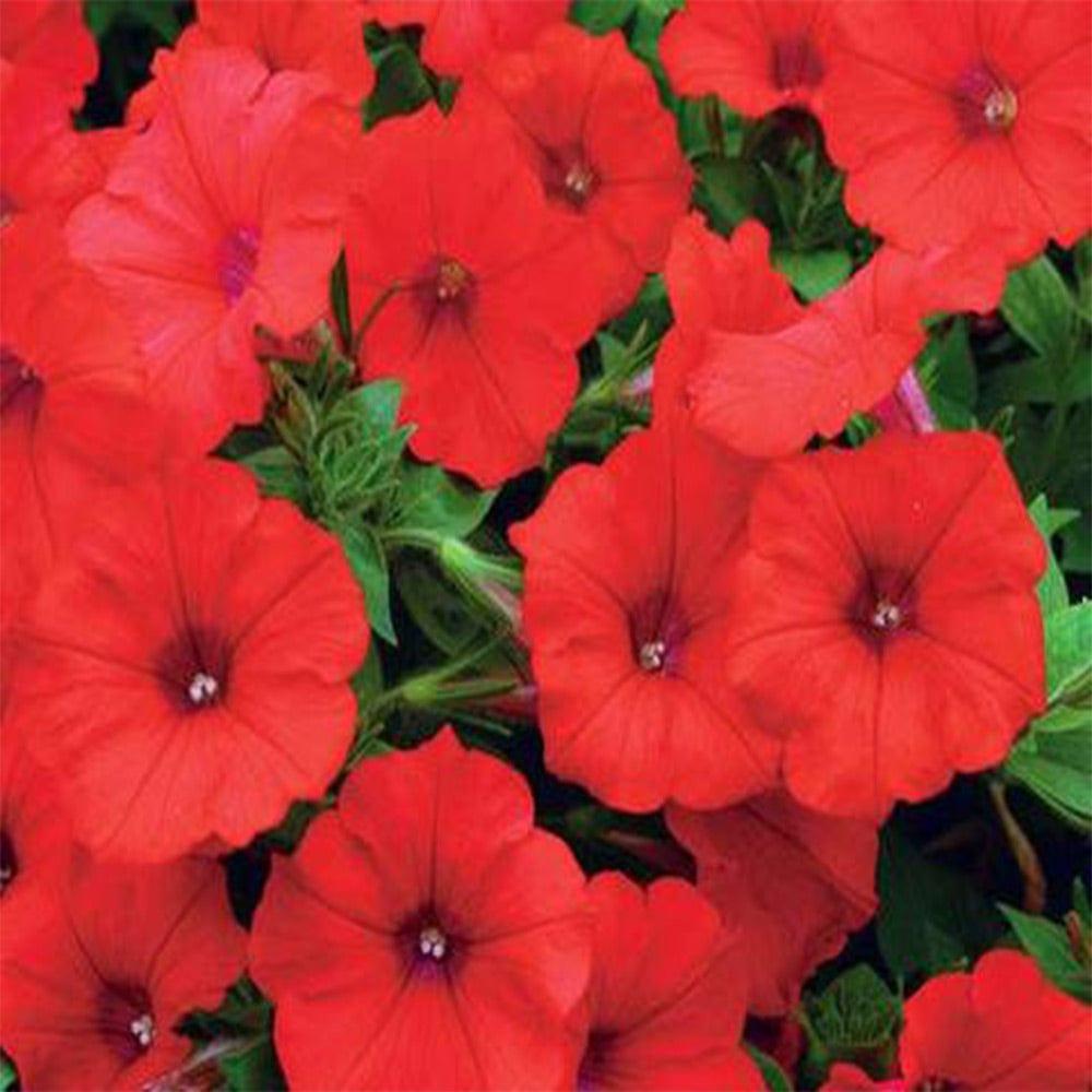 Petunia-red-seeds.jpg