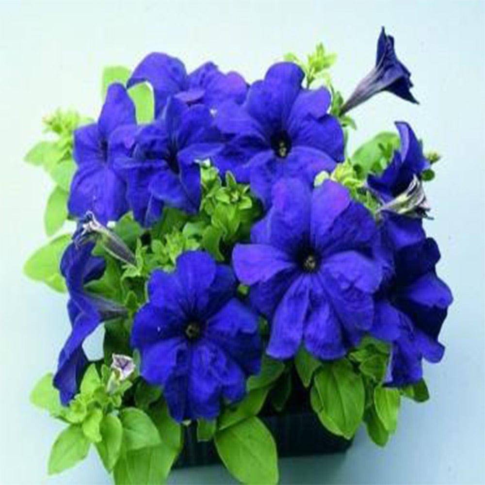 Petunia-Blue.jpg