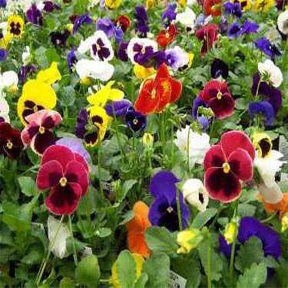 Pansy-Mixed.jpg