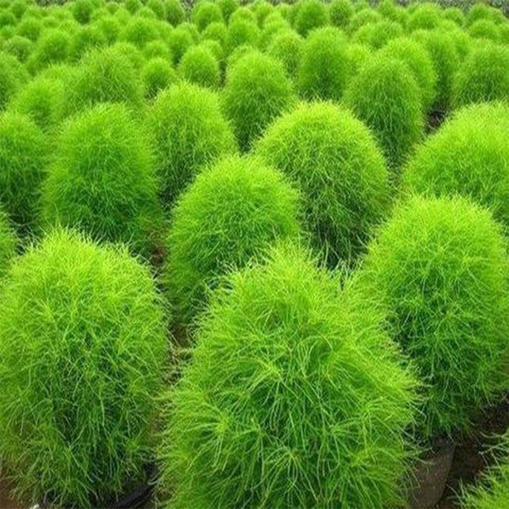 Kochia-Seeds_adfbe8e0-9acf-4d54-95ac-89aa1aac9e15.jpg