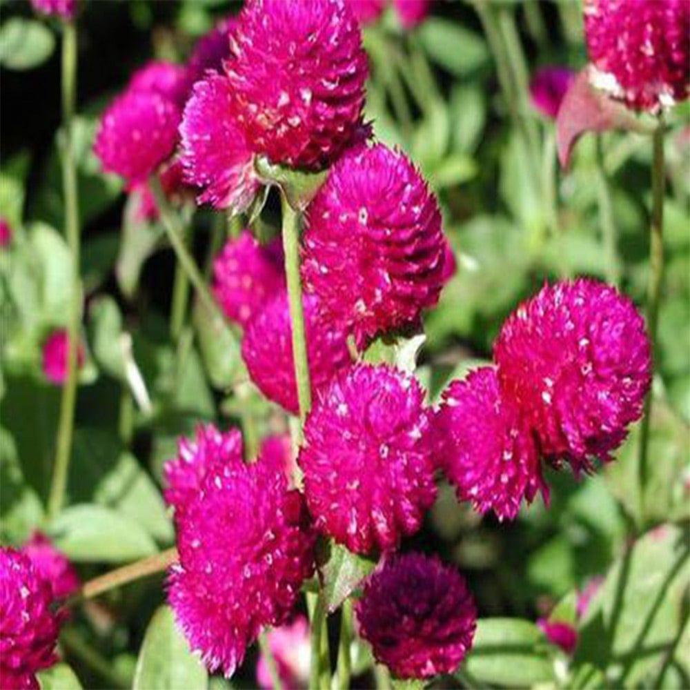 Gomphrena-purple.jpg