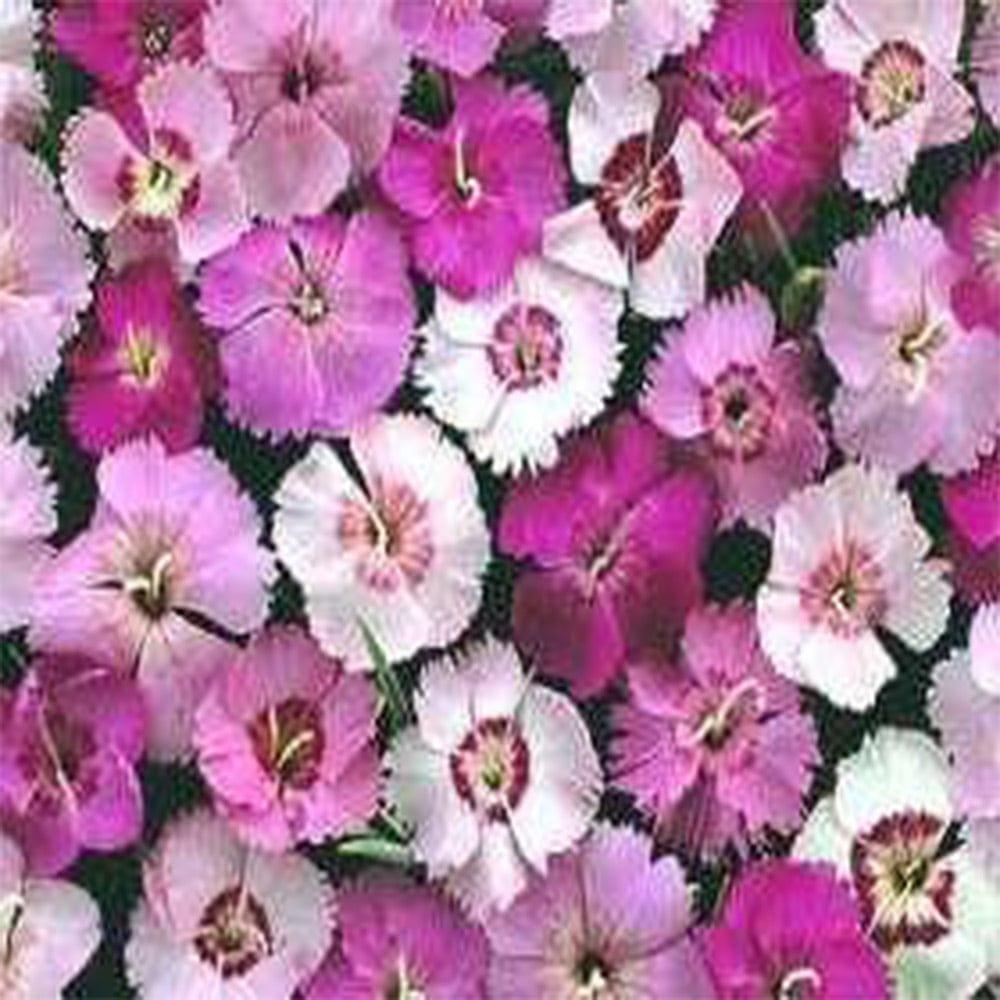 Dianthus.jpg
