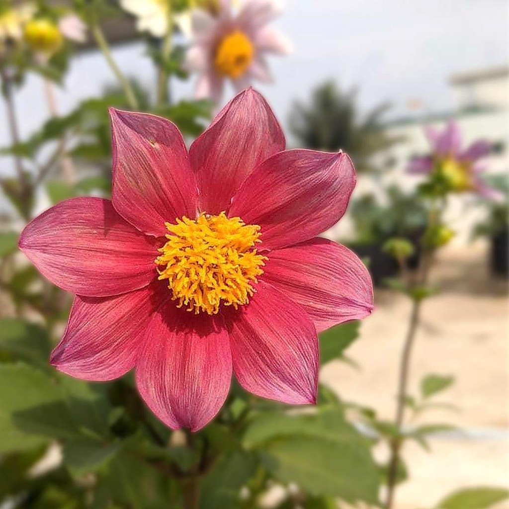 dahliamixedseedhybrid_secondary_adbff456-dc41-454e-baa2-34f8c75d186b.jpg