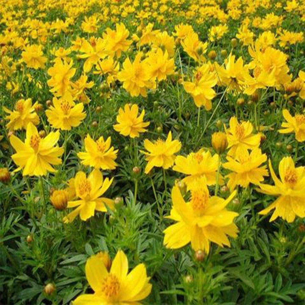 Cosmos-Yellow.jpg
