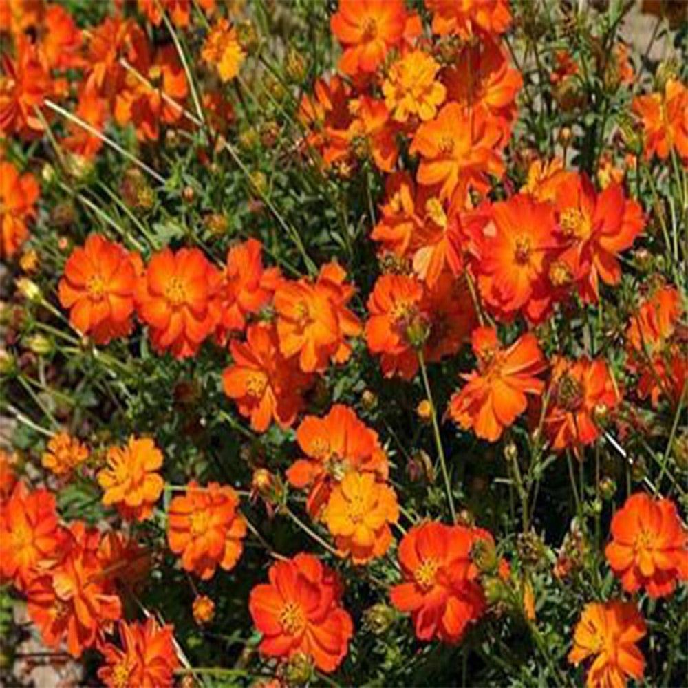 Cosmos-orange_821cf891-0eaa-4c43-b6fe-36cd2d4881a1.jpg