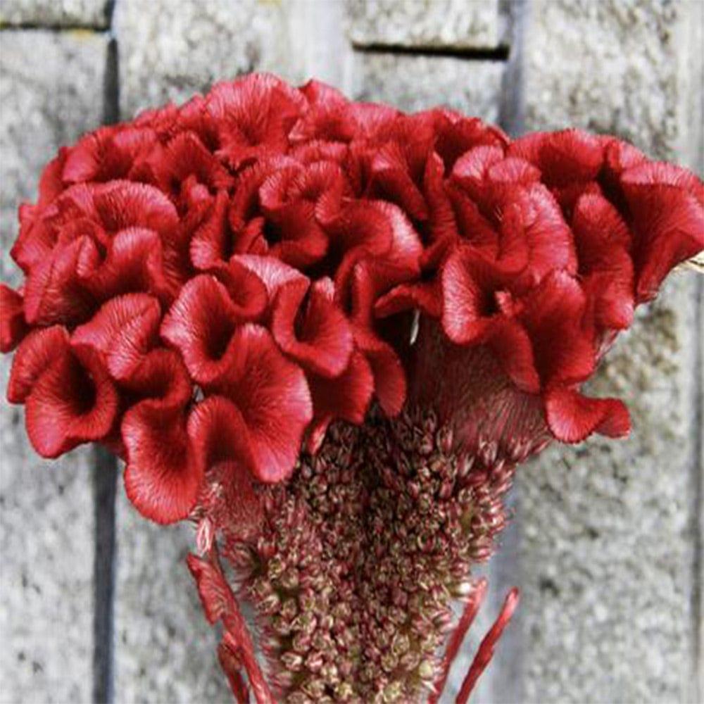 Red-Cockscomb_e9b052ba-2a19-49f2-8ada-c70bfb629575.jpg