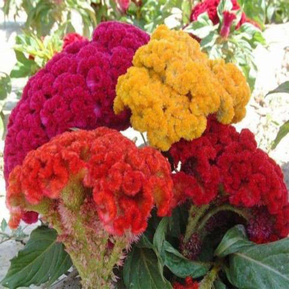 Cockscomb-Mixed-Seeds.jpg