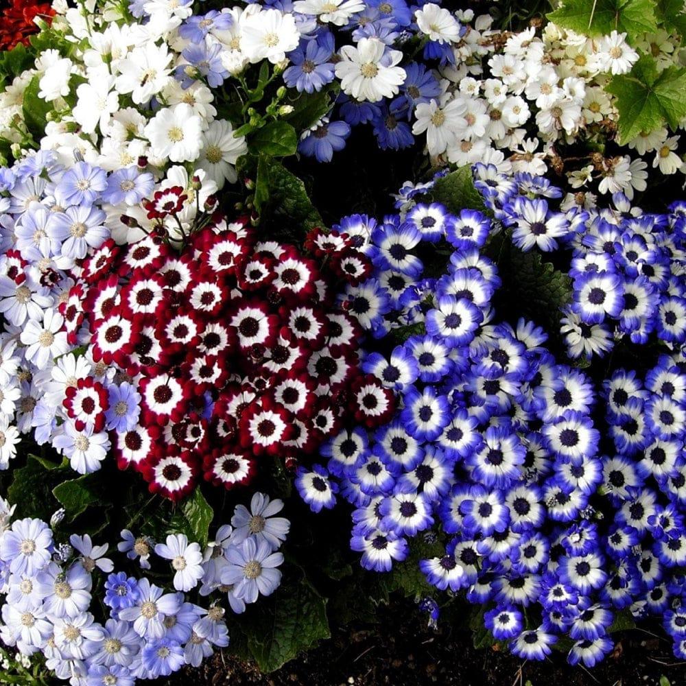 Cineraria-mixed-seeds-_Hybrid_07305451-651b-4426-939a-aeac8df95662.jpg