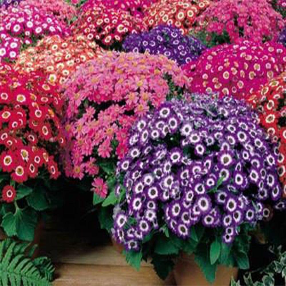 Cineraria_f2e8655a-0d93-40c9-8558-e0e556137477.jpg