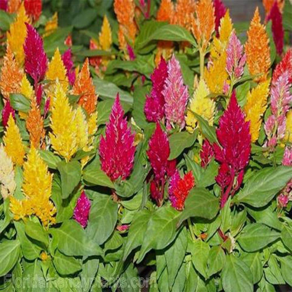 Celosia-plumosa-mixed-seeds.jpg