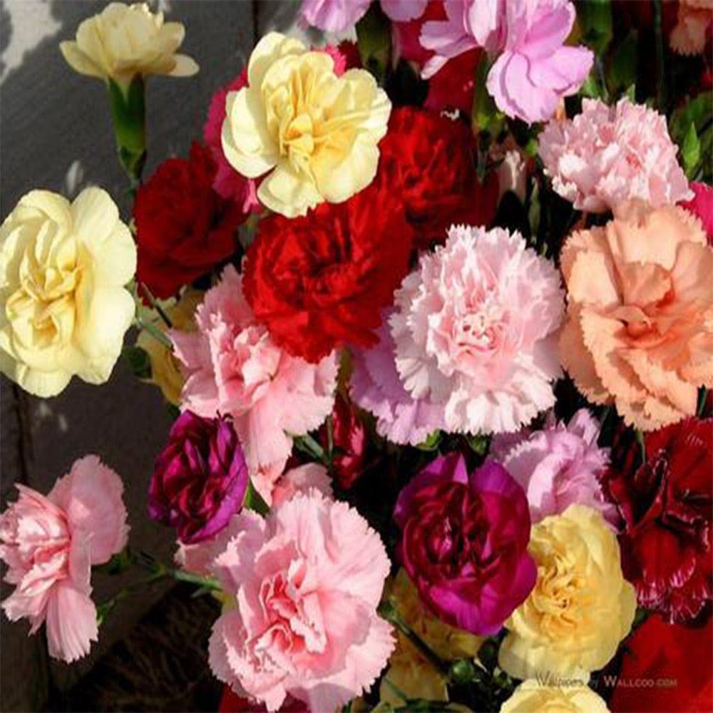 Carnation.jpg