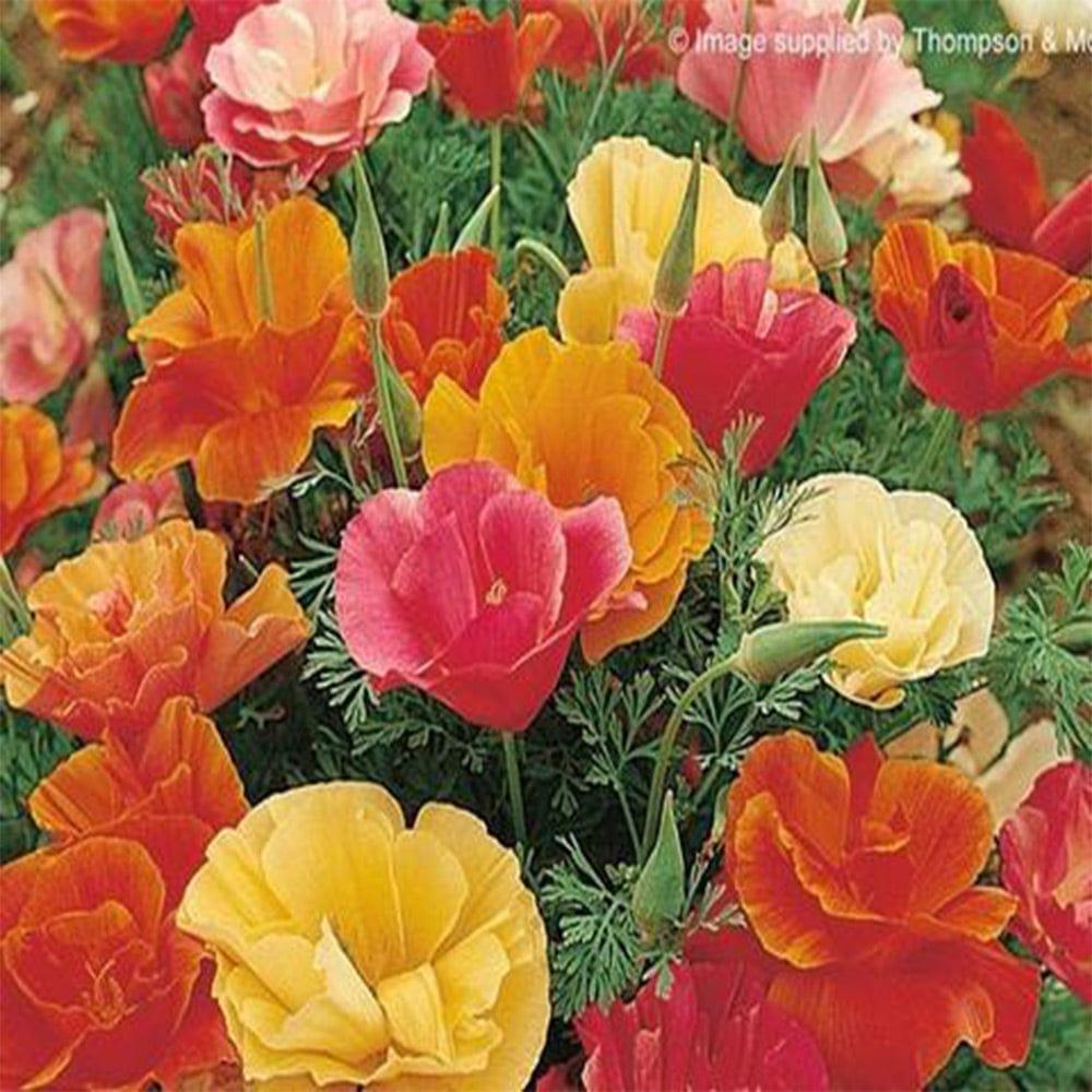 California-Poppy-seeds.jpg