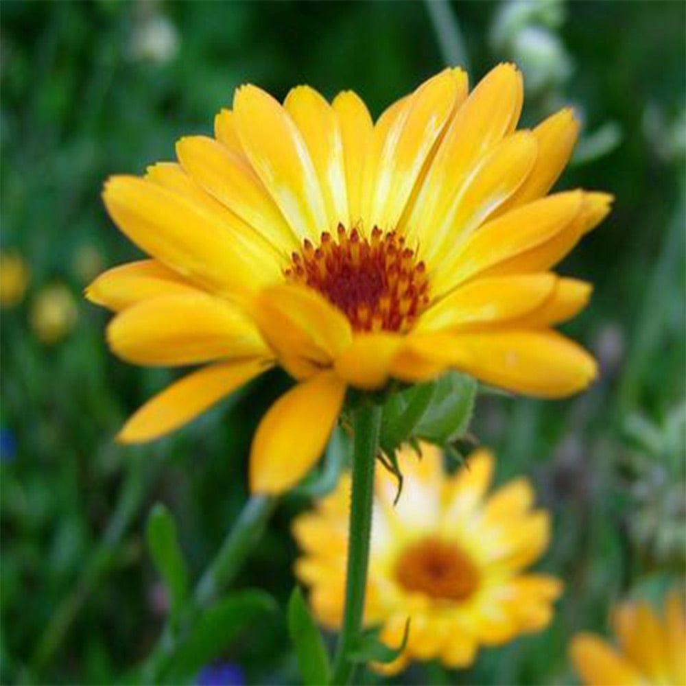 Calendula-yellow.jpg