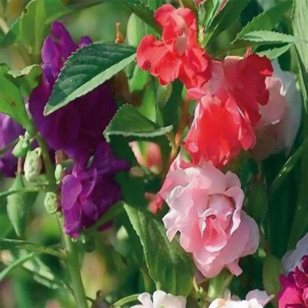 Balsam-Mixed.jpg