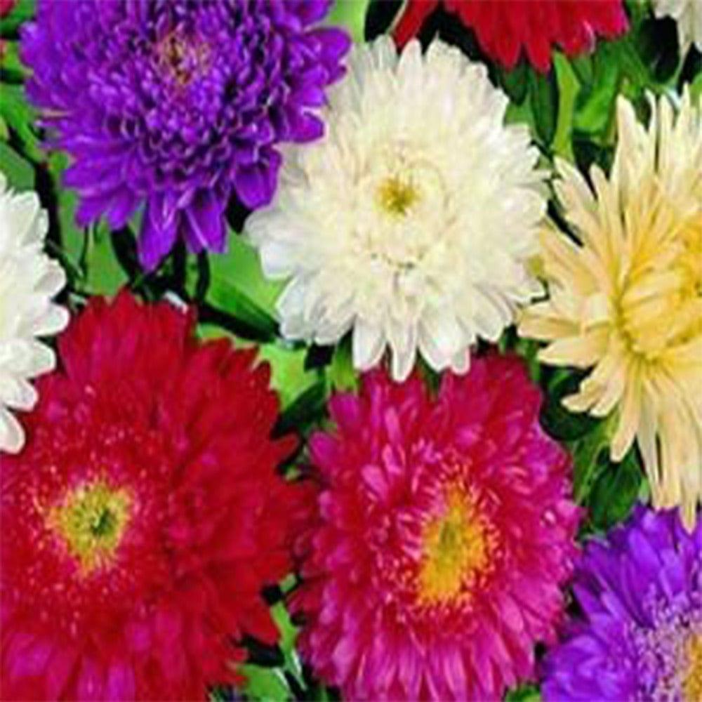 Aster-mixed-seeds.jpg