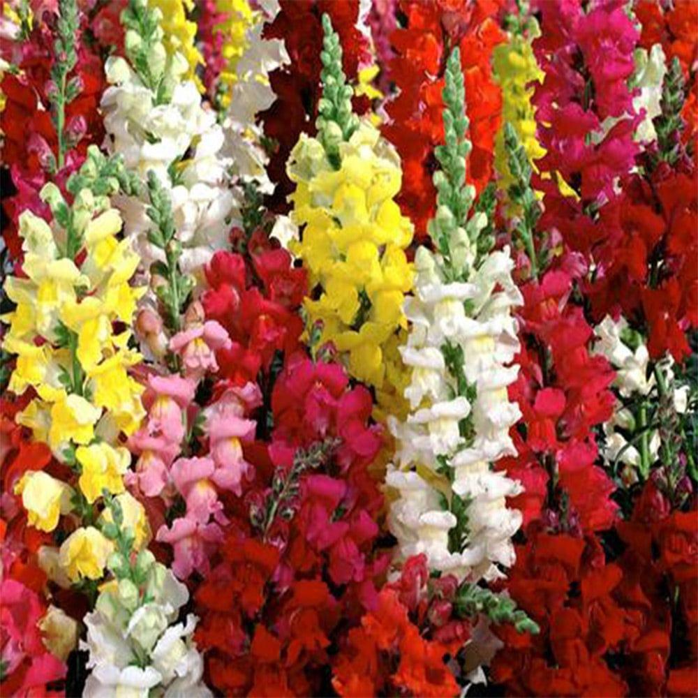 Antirrhinum-seeds.jpg