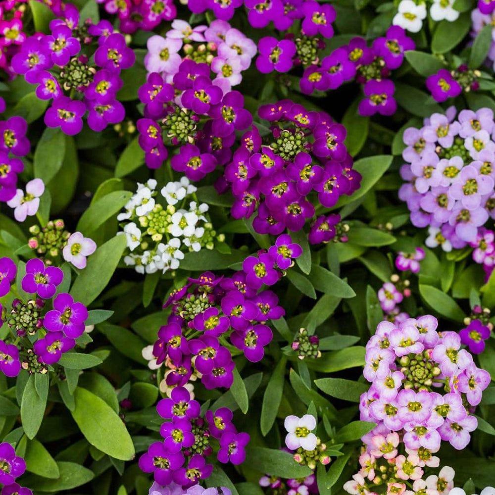 alyssum-mixed-seeds-hybrid.jpg