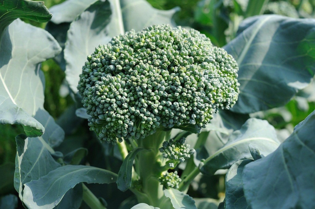 Broccoli-central-flower-head.jpg