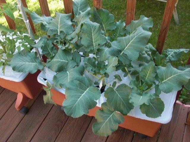 broccoli-container.jpg