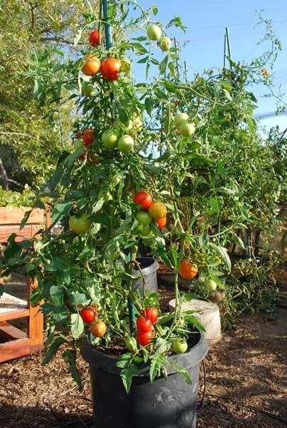 fa87e852fcf7a0a093392f9a26ea8009--types-of-tomatoes-growing-tomatoes-in-containers.jpg