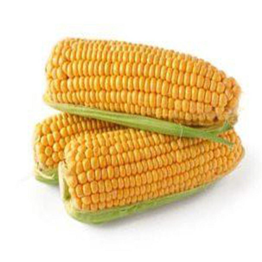 Sweet-corn-seeds.jpg