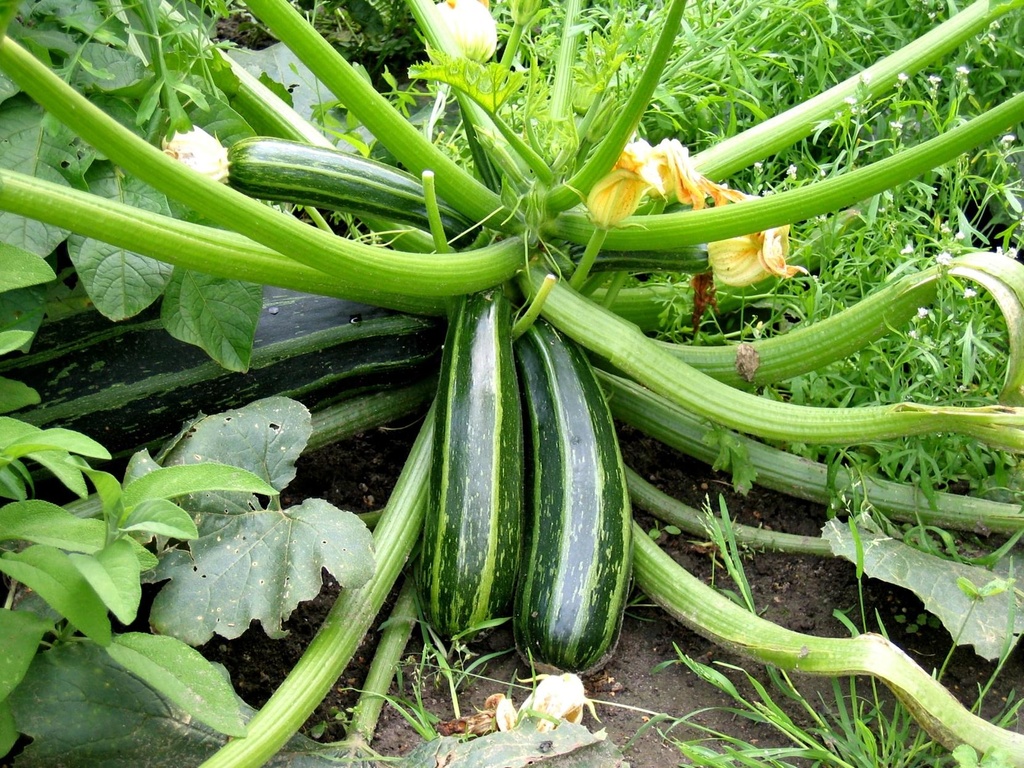 growing-zucchini-how-to-grow-zucchini-summer-squash2.jpg
