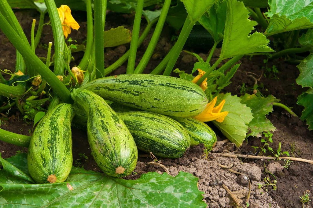 How-to-Grow-Zucchini-and-Summer-Squash.jpg