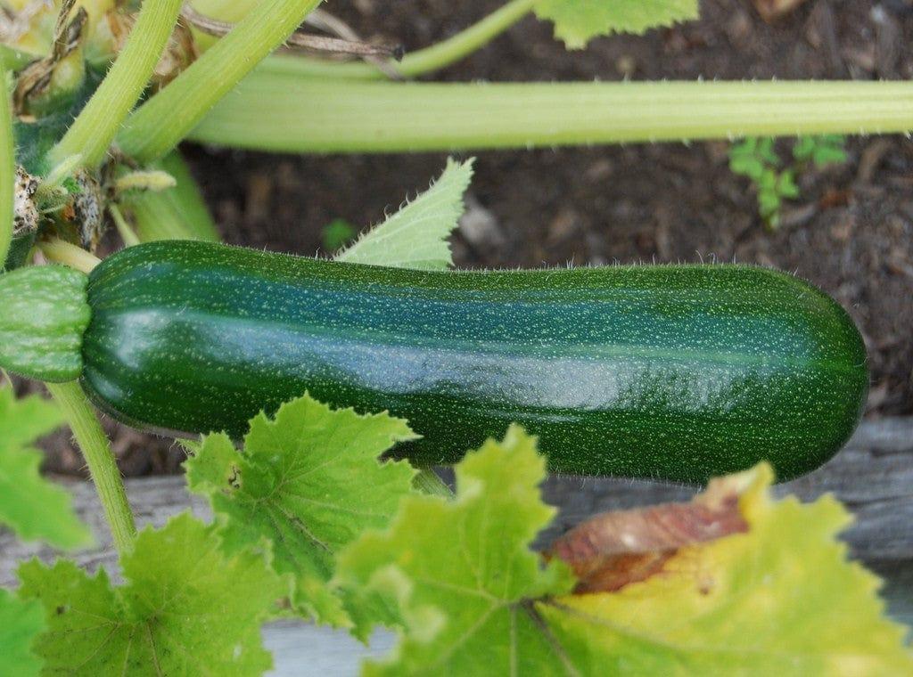 zucchini-squash1.jpg