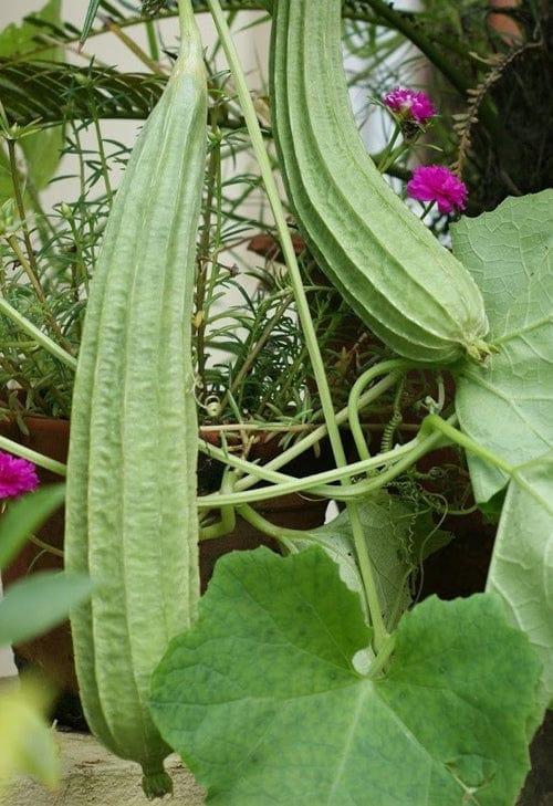 Ridgegourd_L1.jpg