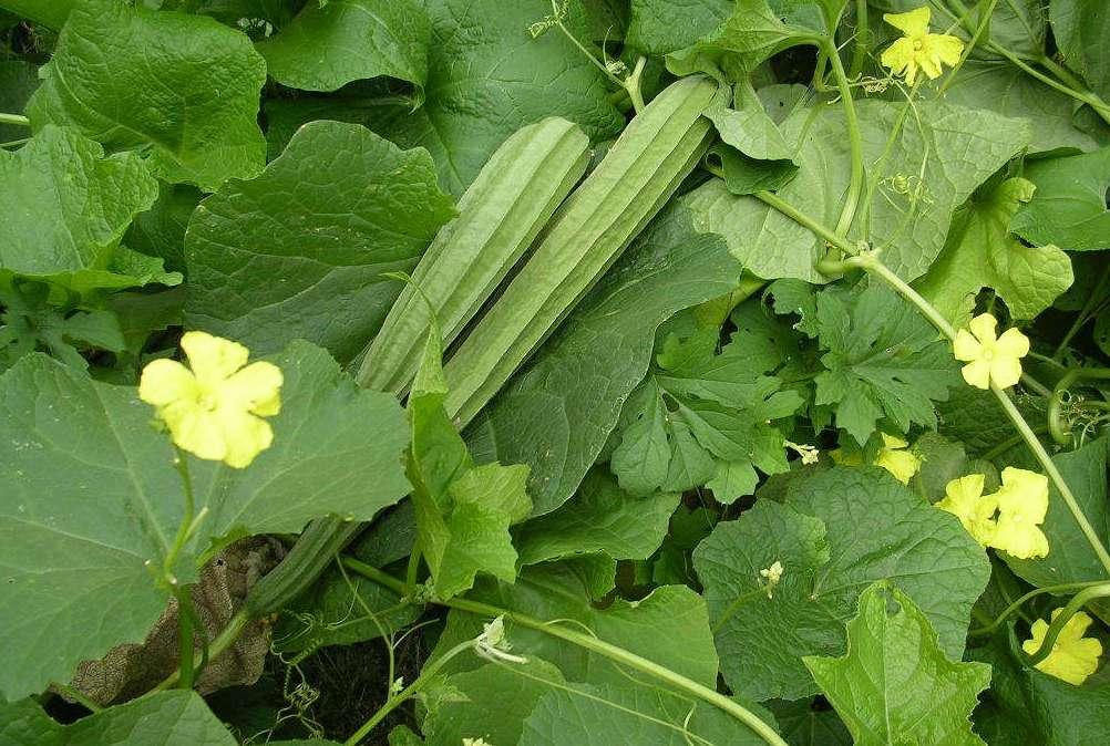 Ridge-gourd-cultivation.jpg